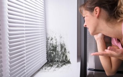 4 Warning Signs of Mold in the Home